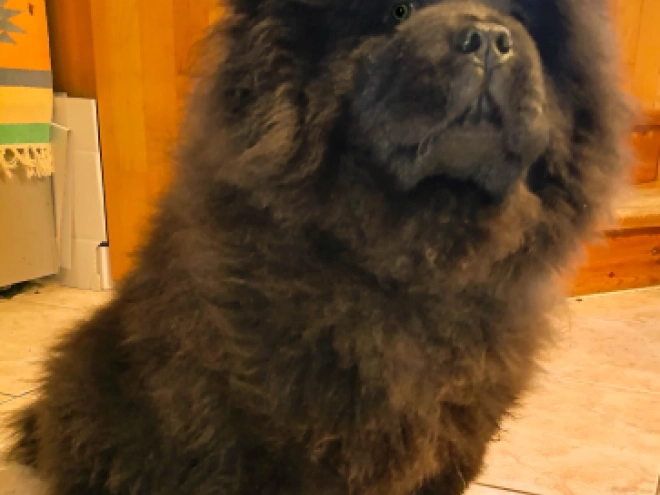 Chow Chow puppy for sale