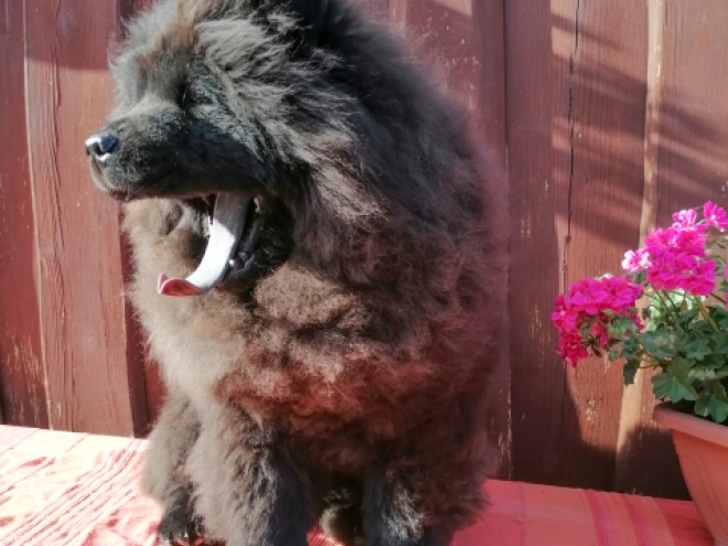 Chow-Chow Welpe kaufen