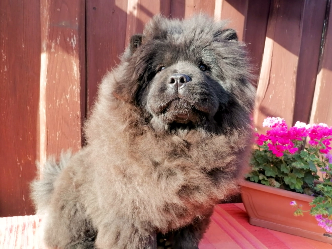 Chow-Chow Welpe kaufen