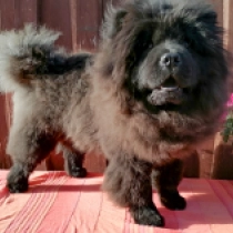 Eva Green, black Chow-Chow Welpen kaufen