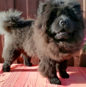 Chow-Chow Welpe kaufen