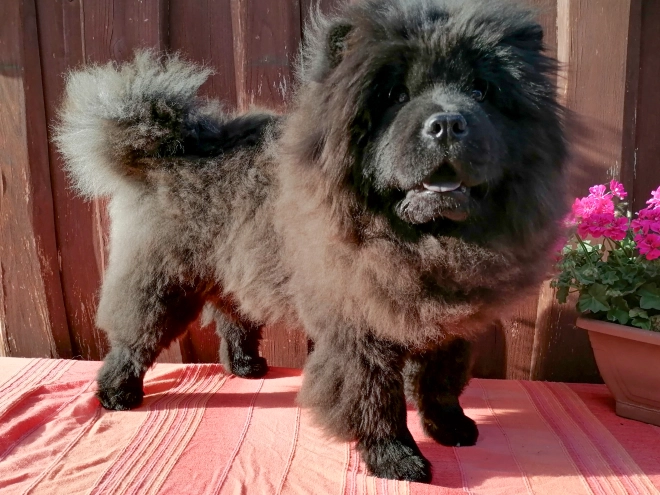 Chow-Chow Welpe kaufen
