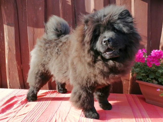 Chow-Chow Welpe kaufen