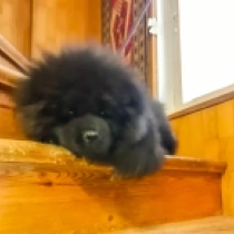 Perros Chow Chow en venta