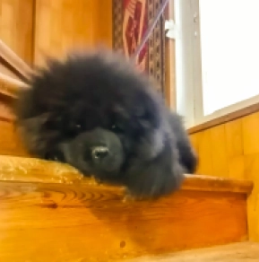 Chow Chow puppy for sale