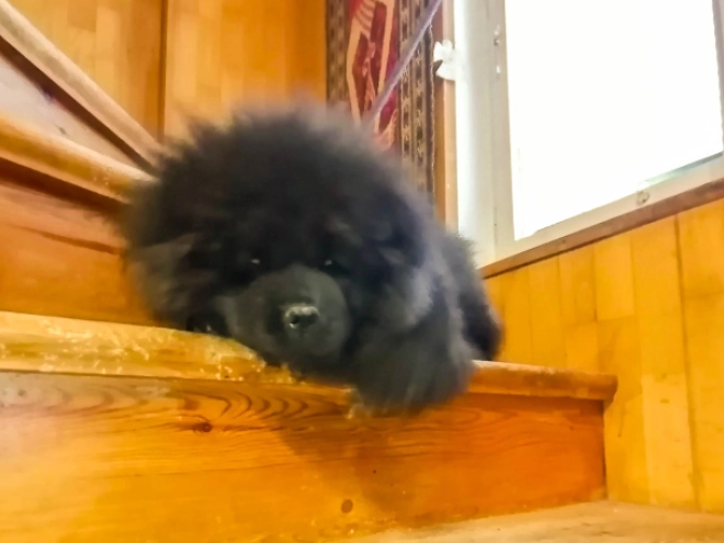 Chow-Chow Welpe zu verkaufen