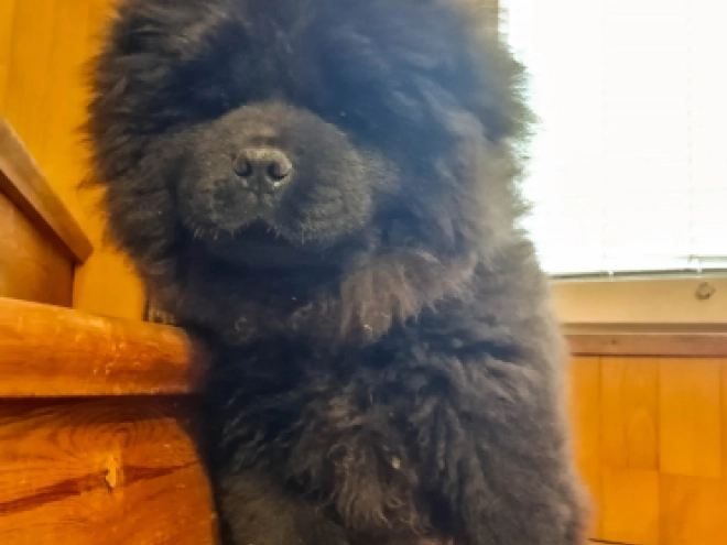 Chow-Chow Welpe zu verkaufen