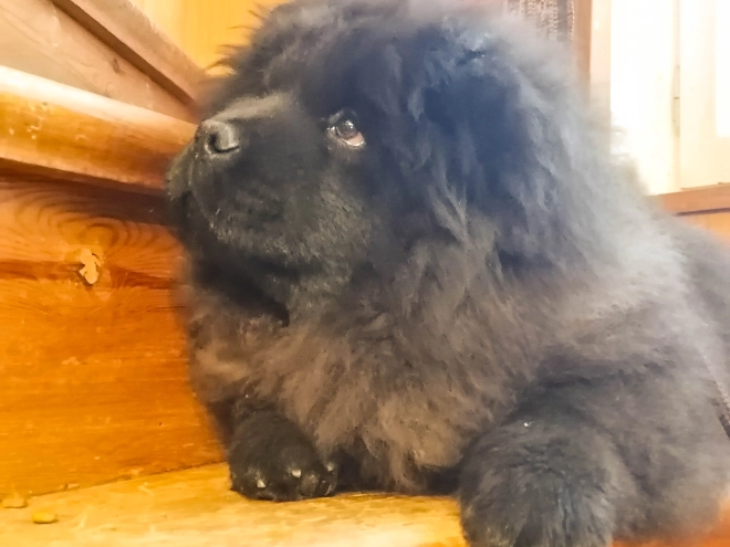 Chow-Chow Welpe zu verkaufen