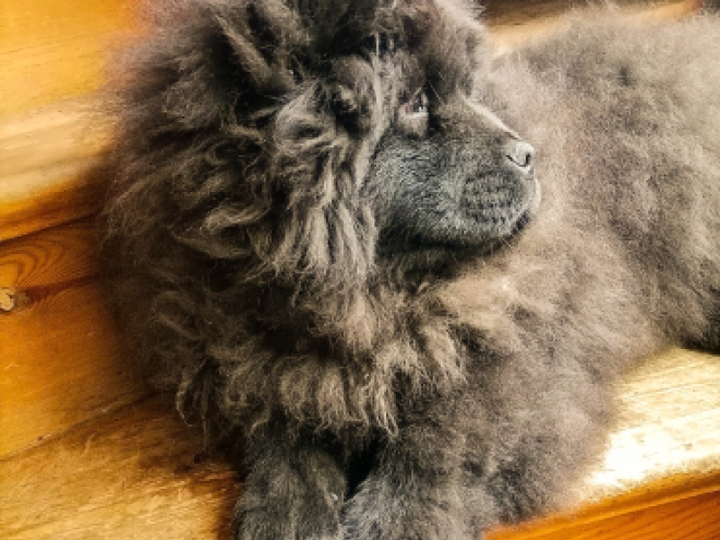 Chow-Chow Welpe zu verkaufen