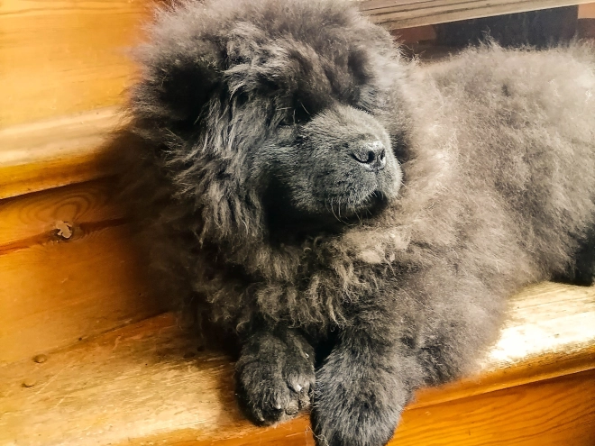 Chow-Chow Welpe zu verkaufen