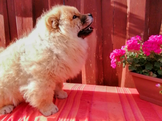 Chow-Chow Welpe kaufen