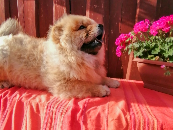 Chow-Chow Welpe kaufen