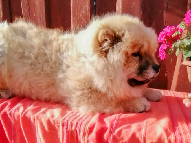 Chow-Chow Welpe kaufen