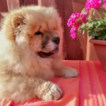 HiccupMinnie, red Chow-Chow Welpen kaufen