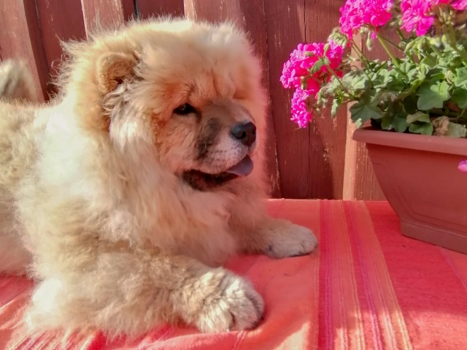 Chow-Chow Welpe kaufen