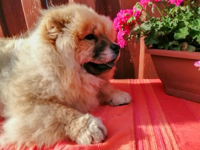 Chow-Chow Welpe kaufen