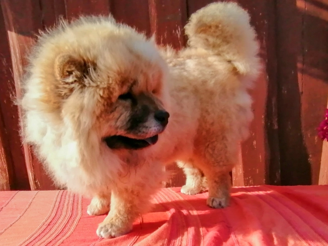 Chow-Chow Welpe kaufen