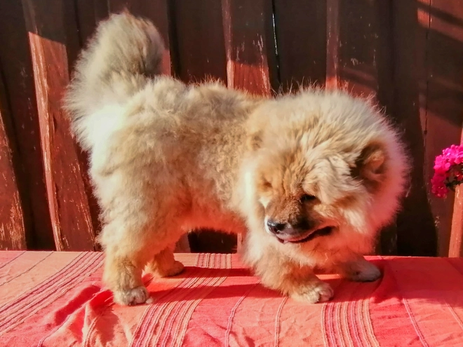 Chow-Chow Welpe kaufen