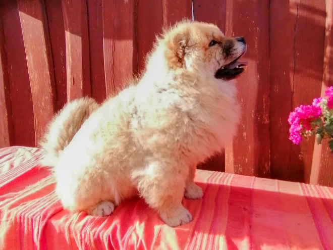 Chow-Chow Welpe kaufen