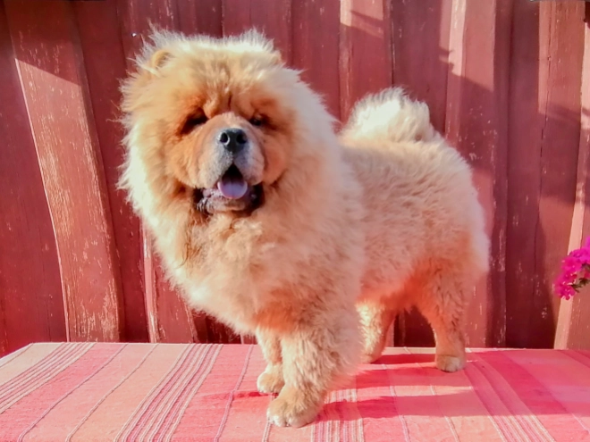 Chow Chow puppy for sale