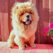 Ed Sharen, red Chow-Chow Welpen kaufen