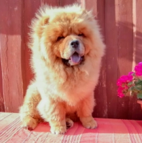 Chow-Chow Welpe kaufen