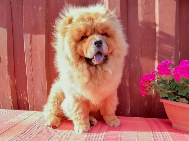 Chow Chow puppy for sale