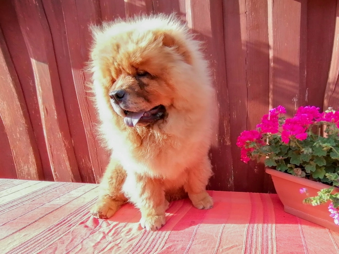 Chow Chow puppy for sale
