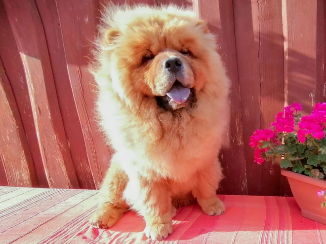 Chow Chow puppy for sale