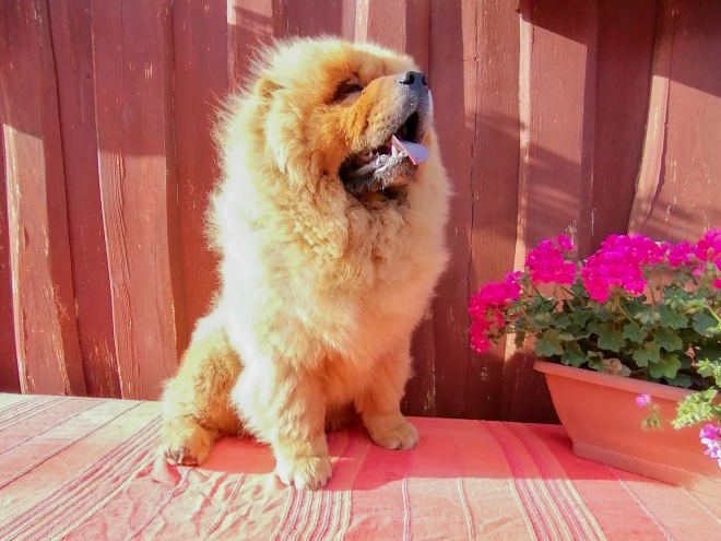 Chow Chow puppy for sale
