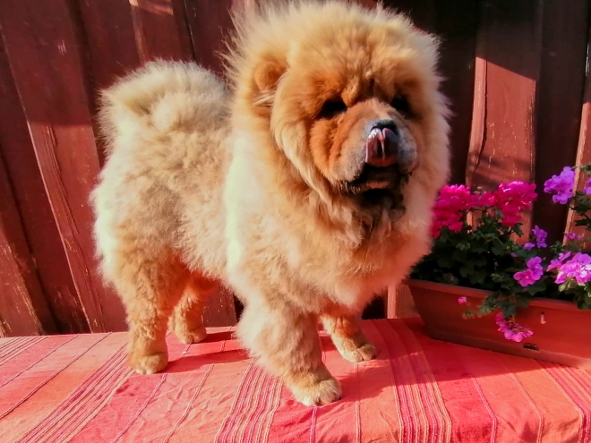 Chow Chow puppy for sale