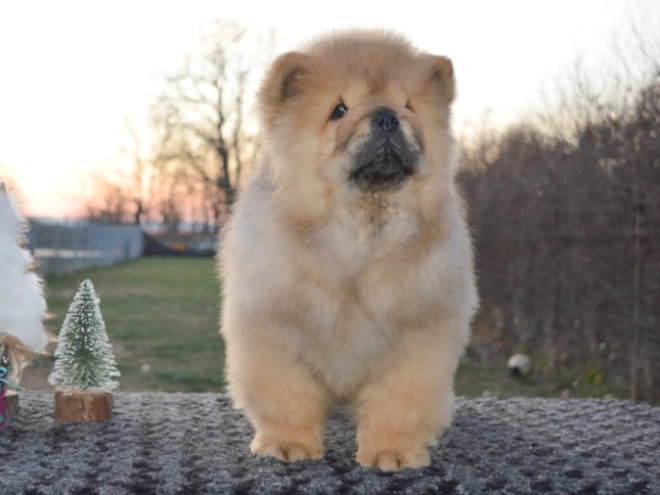 Chow-Chow Welpe zu verkaufen