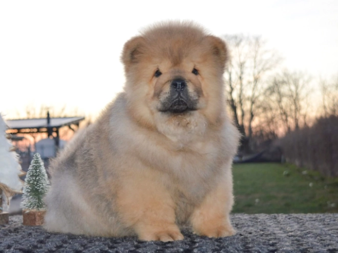 Chow-Chow Welpe zu verkaufen
