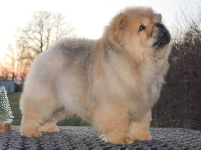 Chow-Chow Welpe zu verkaufen