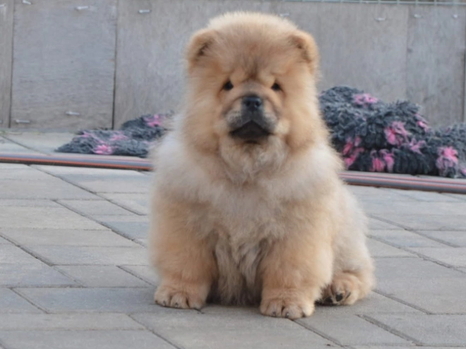 Chow-Chow Welpe zu verkaufen