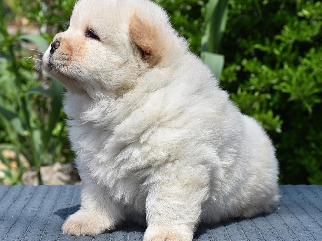 Chow-Chow Welpe kaufen