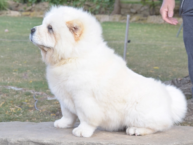 Chow-Chow Welpe kaufen