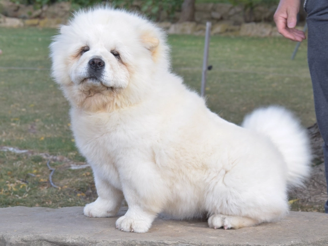 Chow-Chow Welpe kaufen
