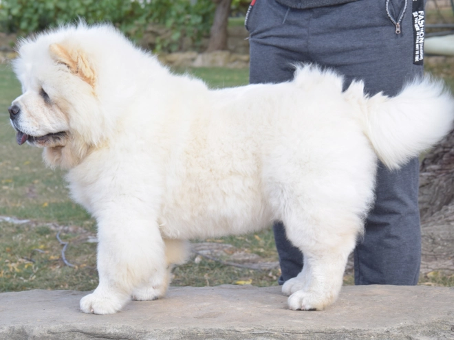 Chow-Chow Welpe kaufen