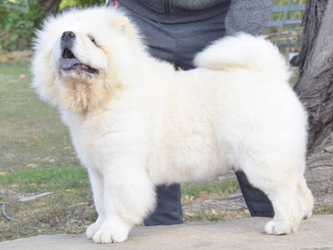 Chow-Chow Welpe kaufen