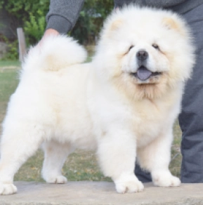 Chow Chow puppy for sale