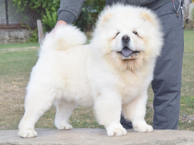 Chow-Chow Welpe kaufen