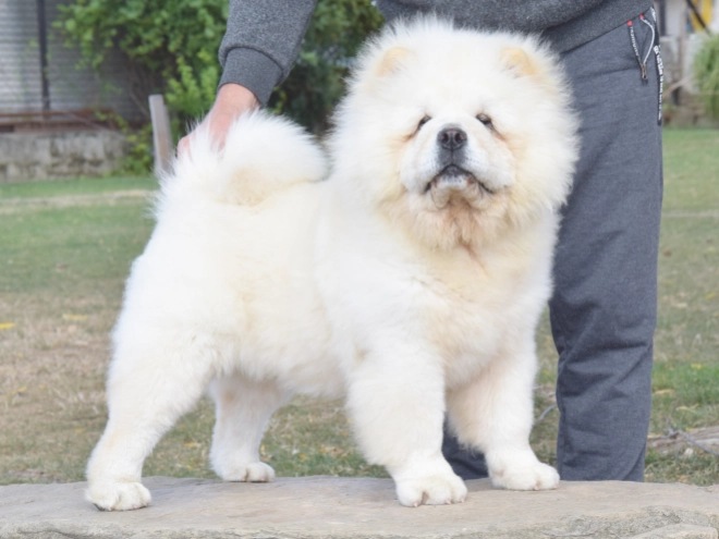 Chow-Chow Welpe kaufen