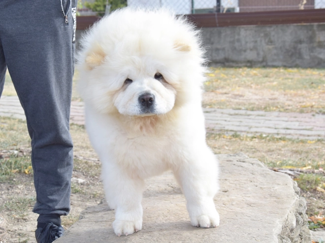 Chow-Chow Welpe kaufen