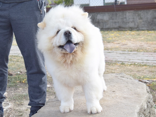 Chow-Chow Welpe kaufen