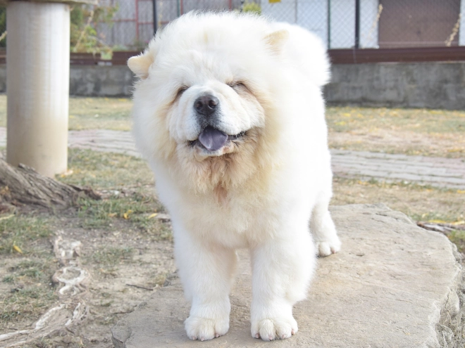 Chow-Chow Welpe kaufen
