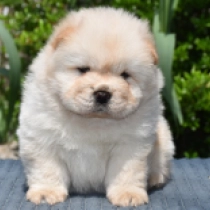 Jasmin Queen, cream Chow Chow for sale