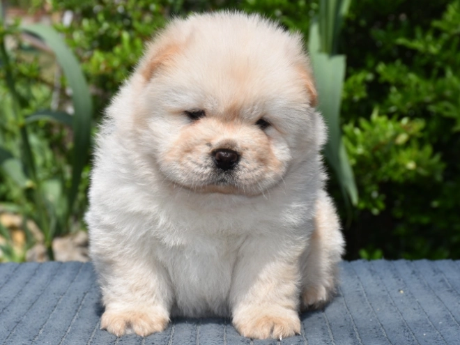 Chow-Chow Welpe kaufen