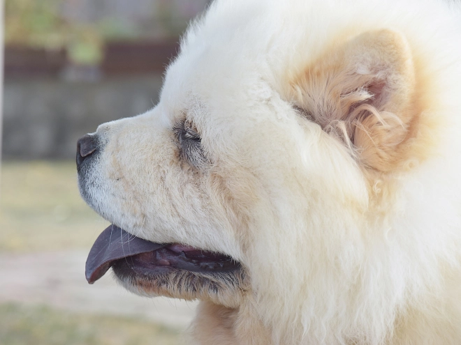 Chow-Chow Welpe kaufen