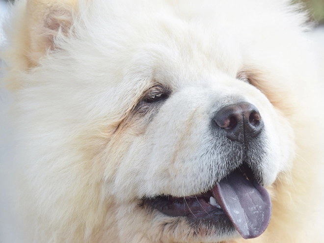 Chow-Chow Welpe kaufen